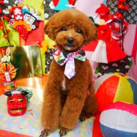 【本店】2019年1月7日のワンちゃん達♪