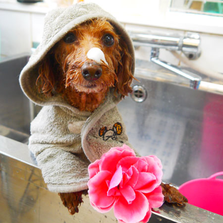 【本店】2019年1月9日のワンちゃん達♪