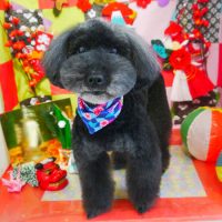 【本店】2019年01月10日のワンちゃん達♪