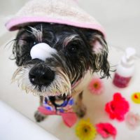 【本店】2019年1月13日のワンちゃん達♪