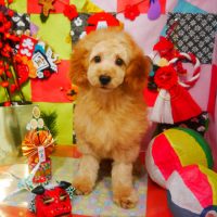 【本店】2019年1月14日のワンちゃん達♪