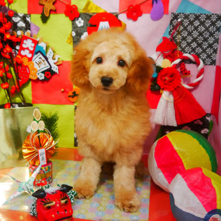 【本店】2019年1月14日のワンちゃん達♪