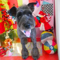 【本店】2019年1月16日のワンちゃん達♪