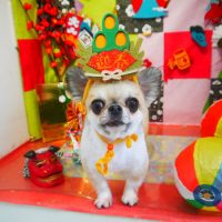 【本店】2019年01月17日のワンちゃん達♪