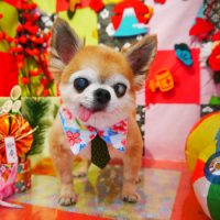 【本店】2019年01月18日のワンちゃん達♪