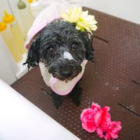 【本店】2019年1月19日のワンちゃん達♪