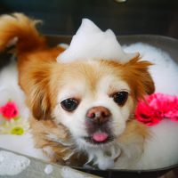 【本店】2019年1月20日のワンちゃん達♪