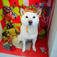 【本店】2019年1月21日のワンちゃん達♪