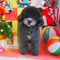 【本店】2019年1月23日のワンちゃん達♪