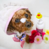 【本店】2019年1月24日のワンちゃん達♪