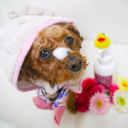 【本店】2019年1月24日のワンちゃん達♪