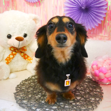 【本店】2019年1月25日のワンちゃん達♪