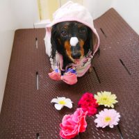 【本店】2019年1月26日のワンちゃん達♪