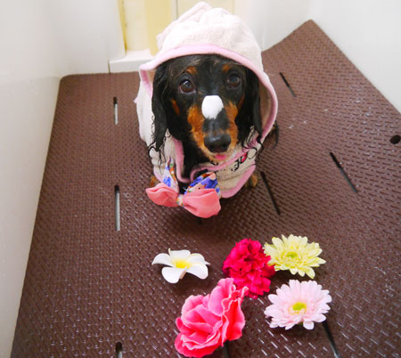 【本店】2019年1月26日のワンちゃん達♪