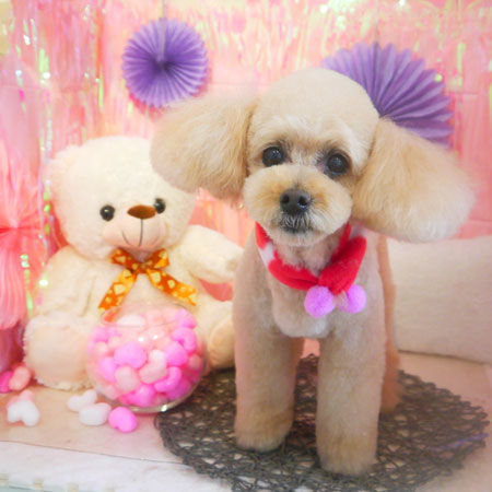 【本店】2019年01月27日のワンちゃん達♪