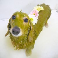 【本店】2019年01月28日のワンちゃん達♪