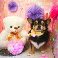 【本店】2019年1月30日のワンちゃん達♪