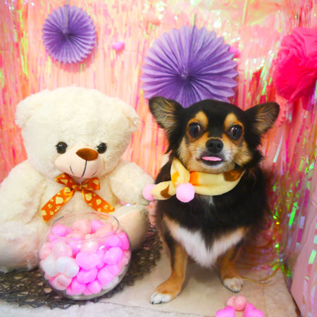 【本店】2019年1月30日のワンちゃん達♪