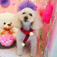 【本店】2019年1月31日のワンちゃん達♪