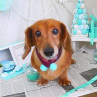 【山手店】2019年2月1日のワンちゃん達♪