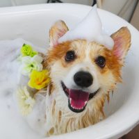 【山手店】2019年2月2日のワンちゃん達♪