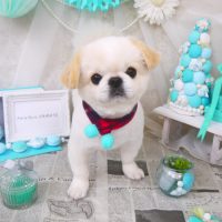 【山手店】2019年2月3日のワンちゃん達♪