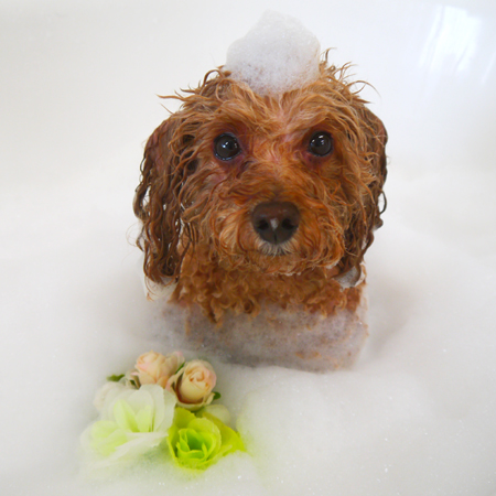 【山手店】2019年2月8日のワンちゃん達♪