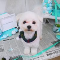 【山手店】2019年2月9日のワンちゃん達♪