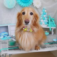 【山手店】2019年2月13日のワンちゃん達♪