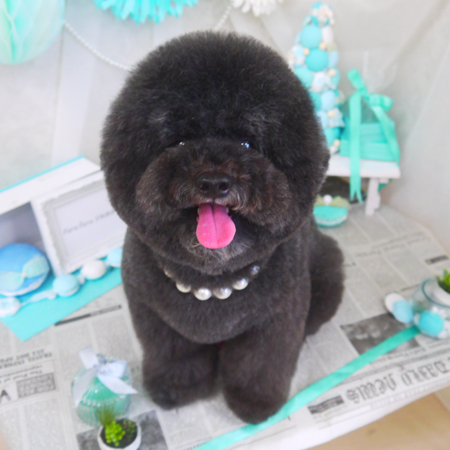 【山手店】2019年2月14日のワンちゃん達♪