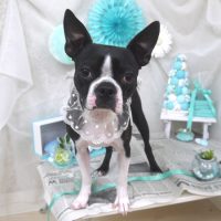 【山手店】2019年2月17日のワンちゃん達♪