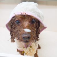 【山手店】2019年2月22日のワンちゃん達♪