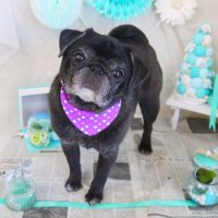 【山手店】2019年2月23日のワンちゃん達♪