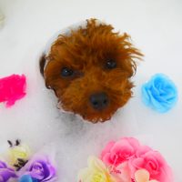 【山手店】2019年2月24日のワンちゃん達♪