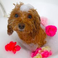 【山手店】2019年2月27日のワンちゃん達♪