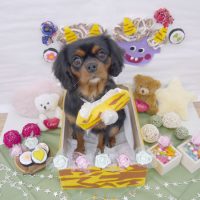 【池下店】2019年2月1日のワンちゃん達♪