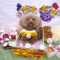 【池下店】2019年2月4日のワンちゃん達♪