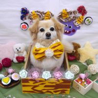 【池下店】2019年2月8日のワンちゃん達♪