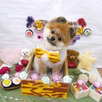 【池下店】2019年2月10日のワンちゃん達♪