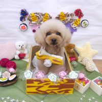 【池下店】2019年2月13日のワンちゃん達♪