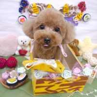 【池下店】2019年2月14日のワンちゃん達♪