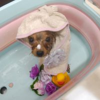 【池下店】2019年2月15日のワンちゃん達♪