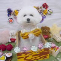 【池下店】2019年2月16日のワンちゃん達♪