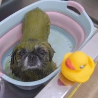 【池下店】2019年2月18日のワンちゃん達♪