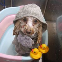 【池下店】2019年2月21日のワンちゃん達♪