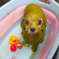 【池下店】2019年2月24日のワンちゃん達♪