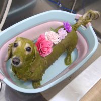 【池下店】2019年2月25日のワンちゃん達♪