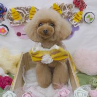 【池下店】2019年2月27日のワンちゃん達♪