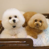 【池下店】2019年2月28日のワンちゃん達♪