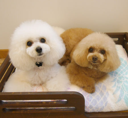 【池下店】2019年2月28日のワンちゃん達♪